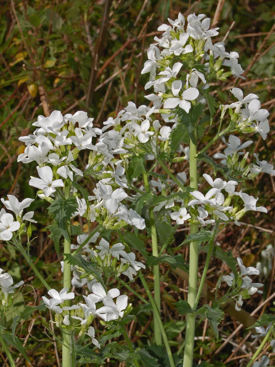 Lunaria annua / Lunaria meridionale